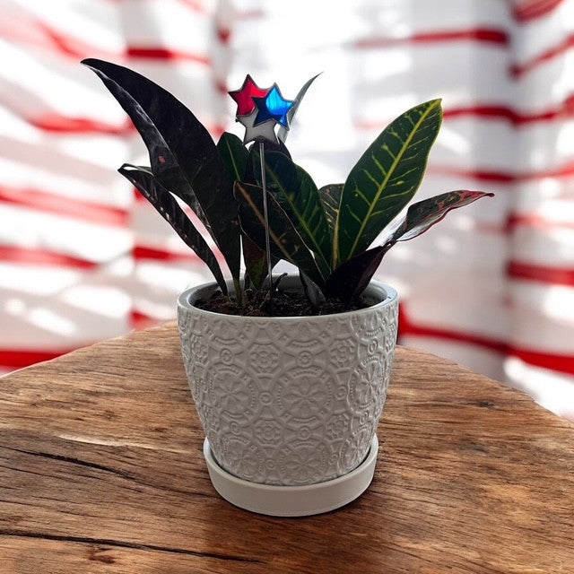 Holiday Mini Plant Stake- FIREWORKS
