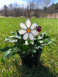 'Plant Stakes' (4 pc Pack)