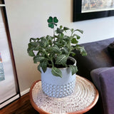 Holiday Mini Plant Stake- Shamrock