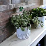 Holiday Mini Plant Stake- Shamrock