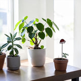 Mini Plant Stake- Santa's Hat (Coming Soon)