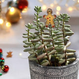 Holiday Mini Plant Stake-Gingerbread Man