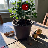 Mini Plant Stake- Apple