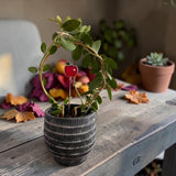 Mini Plant Stake- Apple